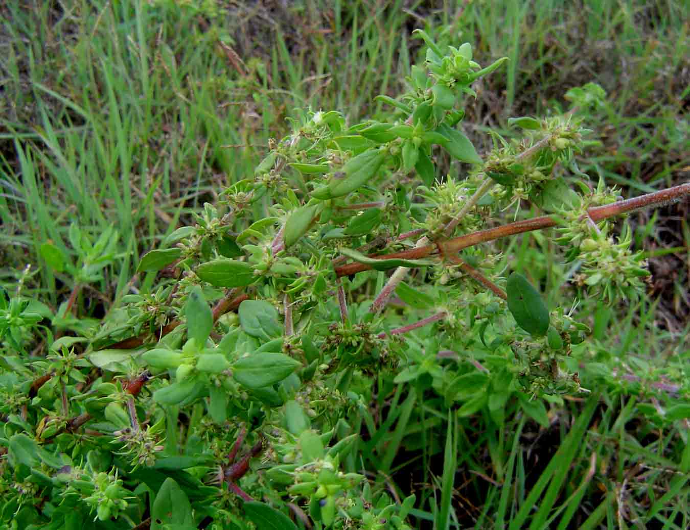 Anthospermum herbaceum Anthospermum herbaceum