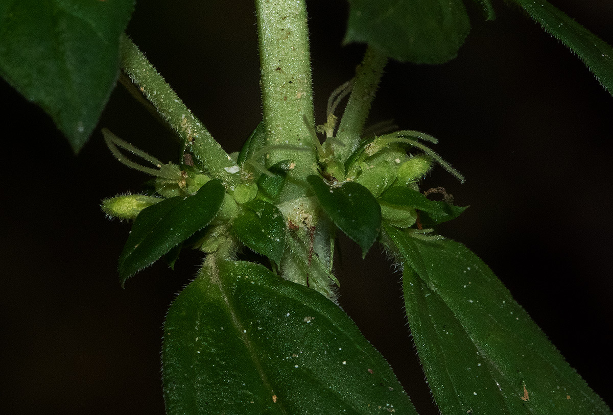 Anthospermum herbaceum