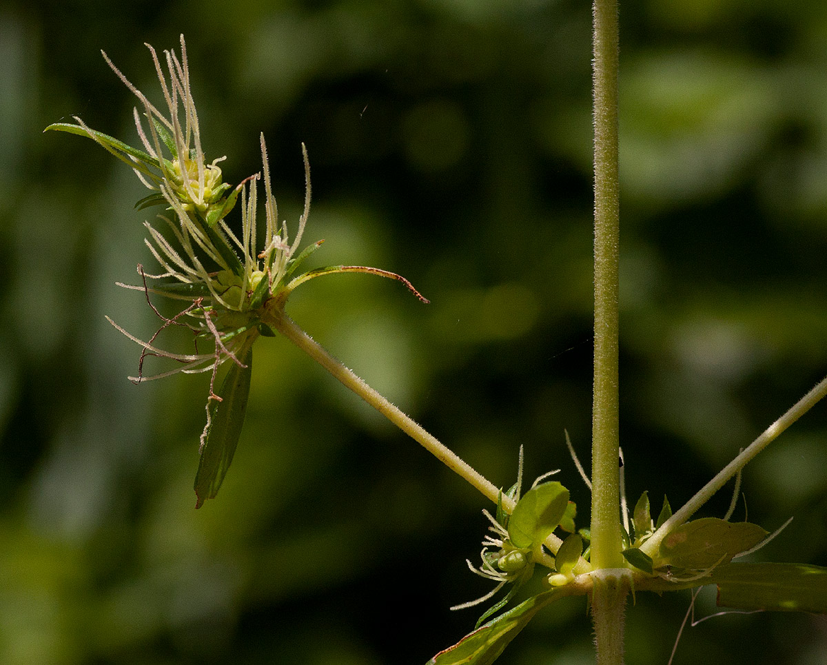 Anthospermum herbaceum Anthospermum herbaceum