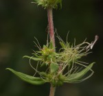 Anthospermum herbaceum