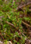 Anthospermum herbaceum