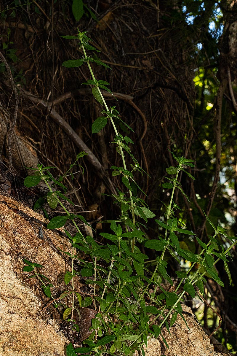 Anthospermum herbaceum