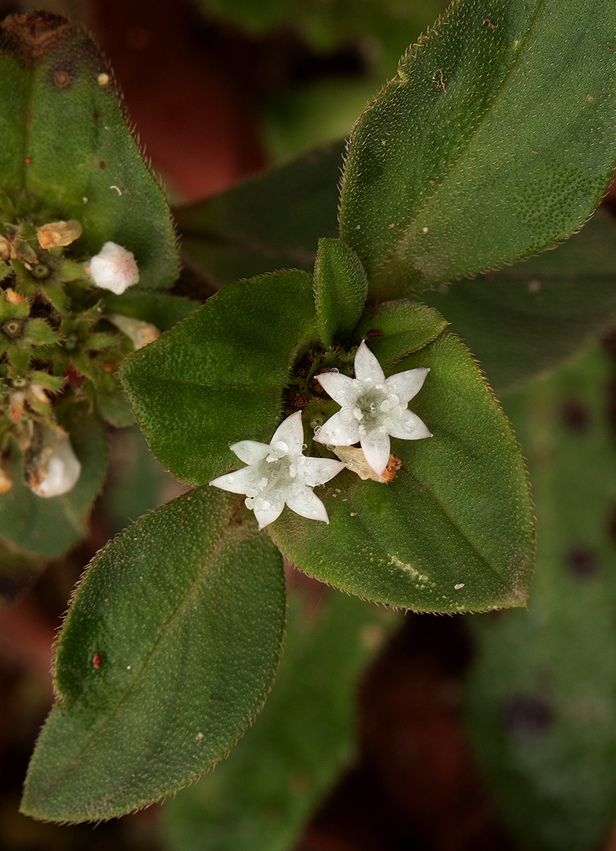 Richardia brasiliensis Richardia brasiliensis