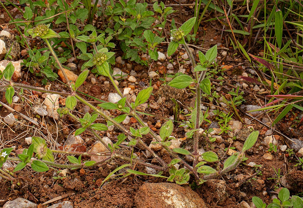 Richardia brasiliensis Richardia brasiliensis