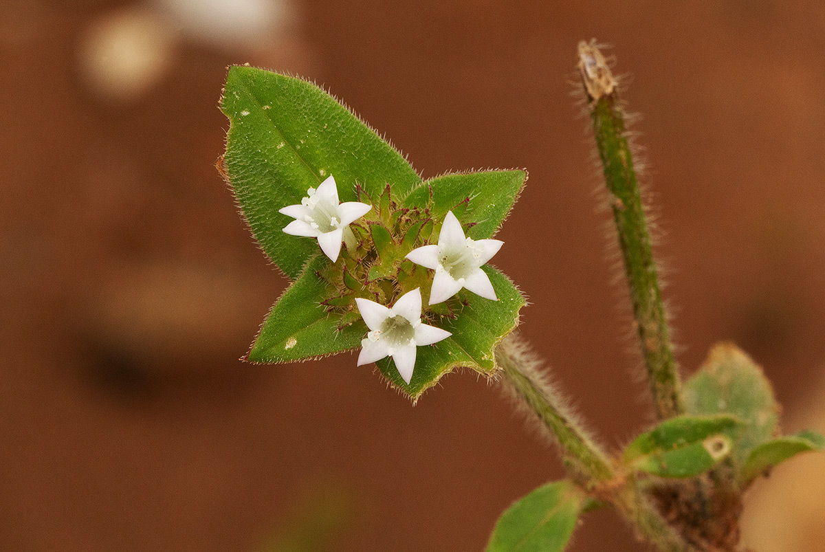 Richardia brasiliensis Richardia brasiliensis