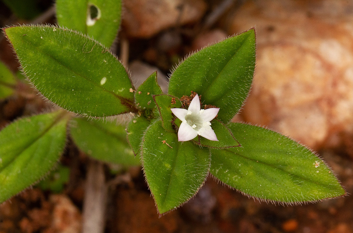 Richardia brasiliensis Richardia brasiliensis