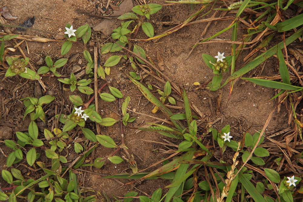 Richardia scabra Richardia scabra