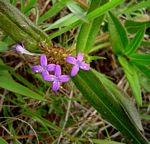 Spermacoce dibrachiata