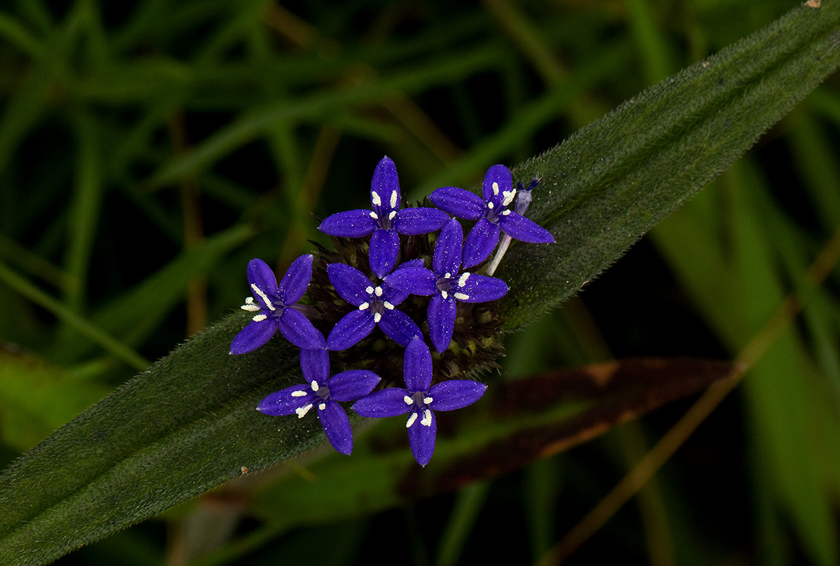 Spermacoce dibrachiata Spermacoce dibrachiata