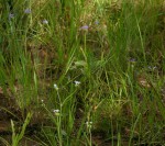 Spermacoce dibrachiata