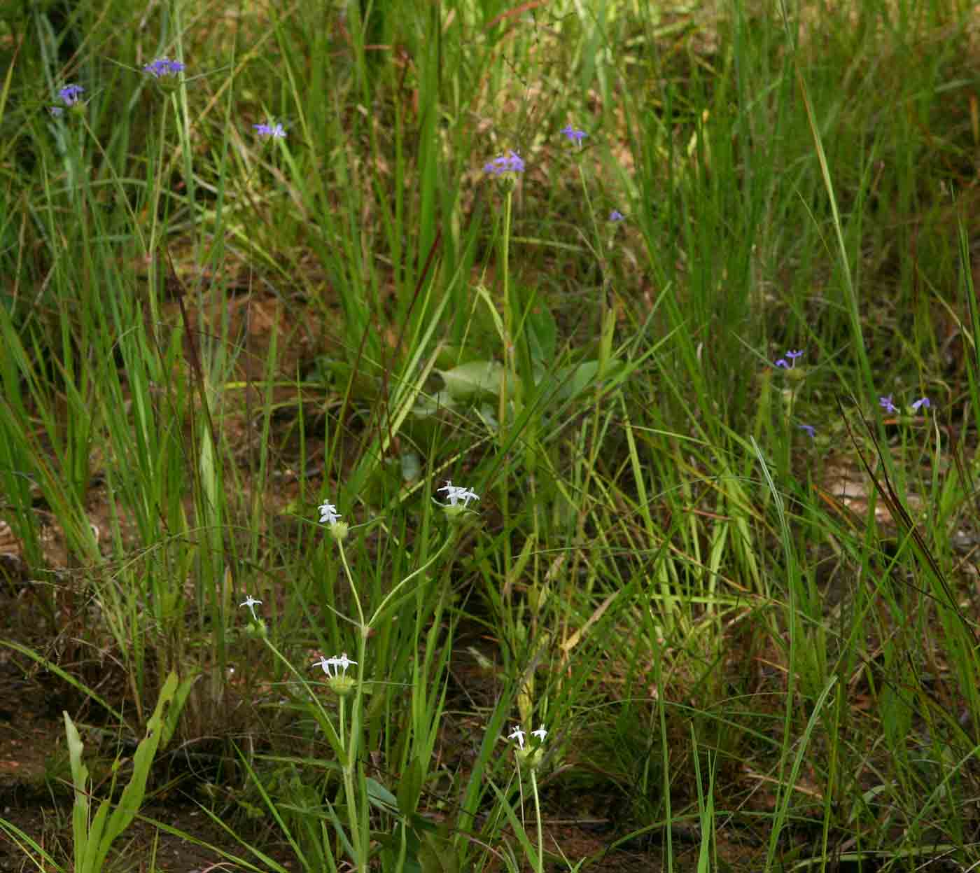 Spermacoce dibrachiata