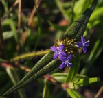 Spermacoce dibrachiata