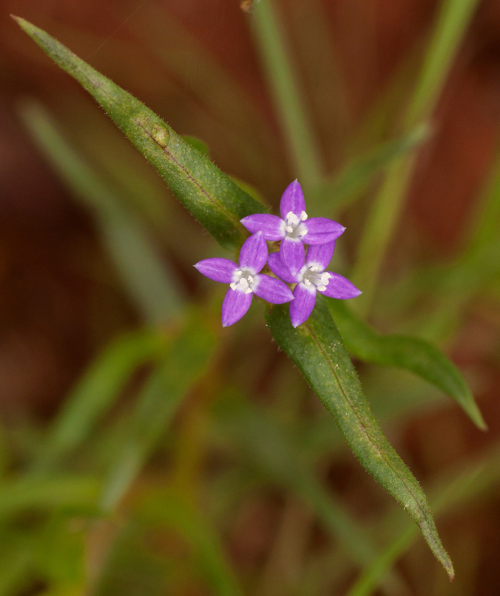 Spermacoce dibrachiata