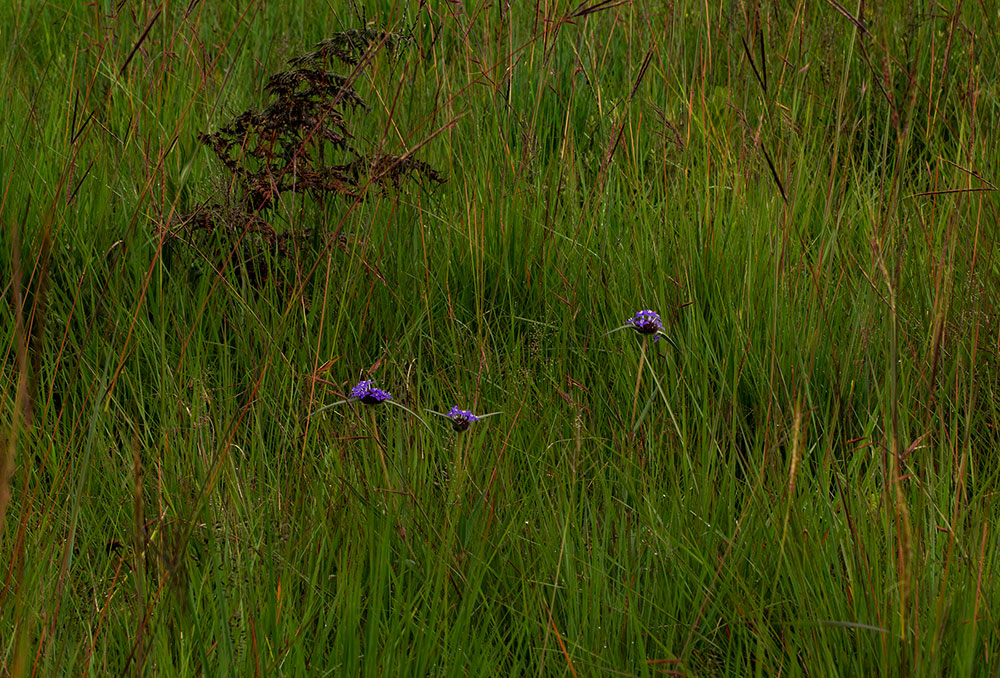 Spermacoce dibrachiata