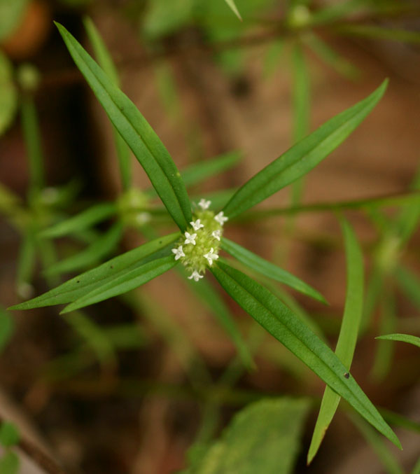 Spermacoce pusilla