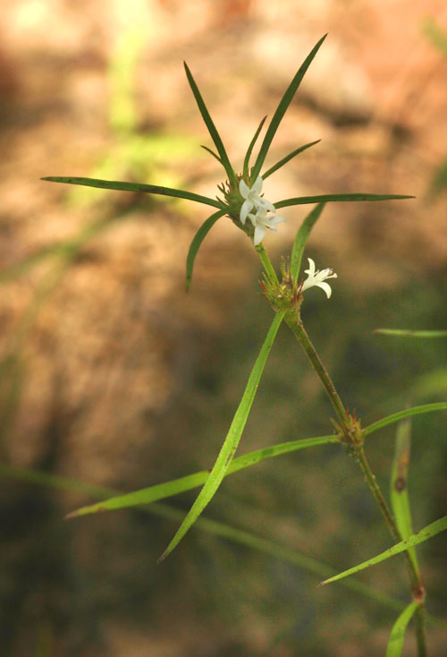 Spermacoce subvulgata var. subvulgata Spermacoce subvulgata var. subvulgata