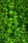 Galium chloroionanthum