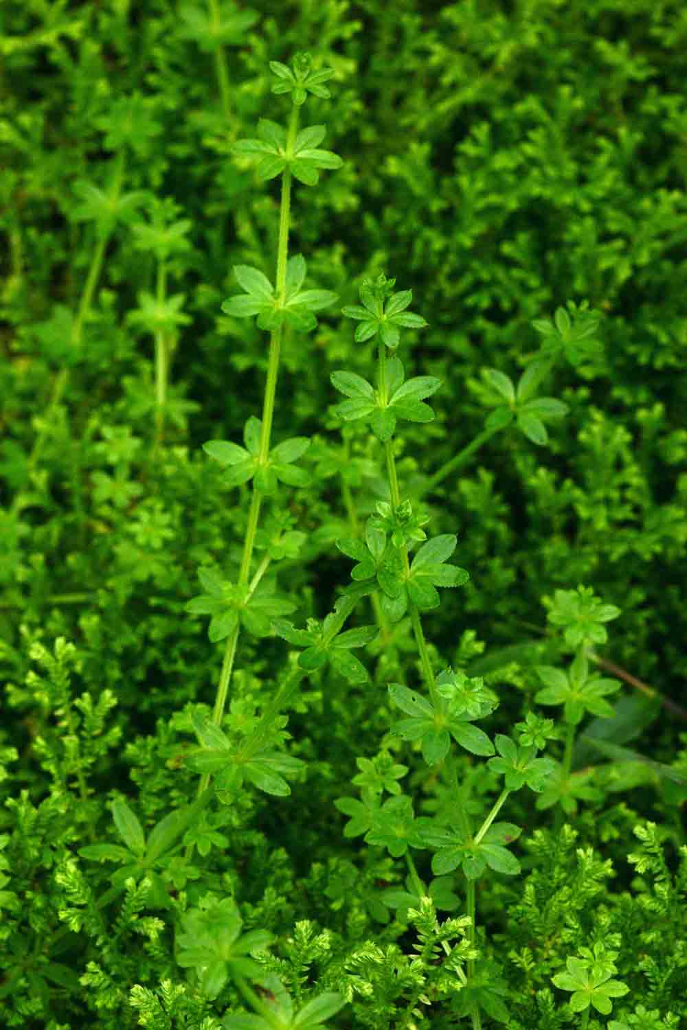 Galium chloroionanthum