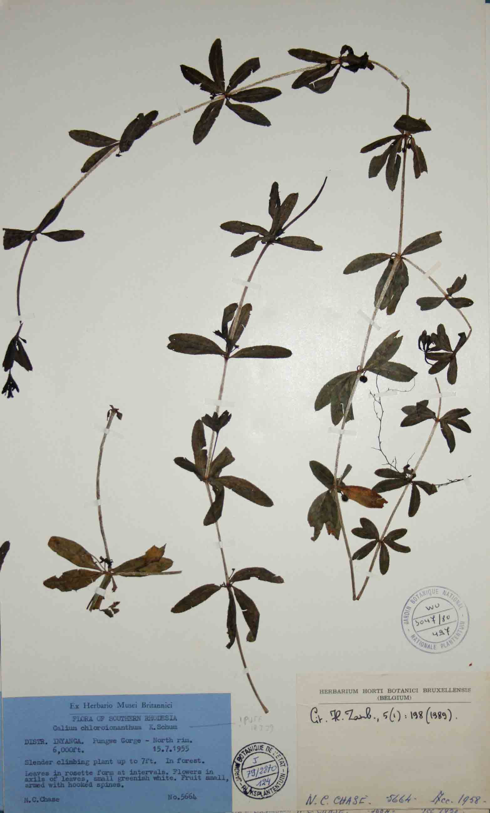 Galium chloroionanthum