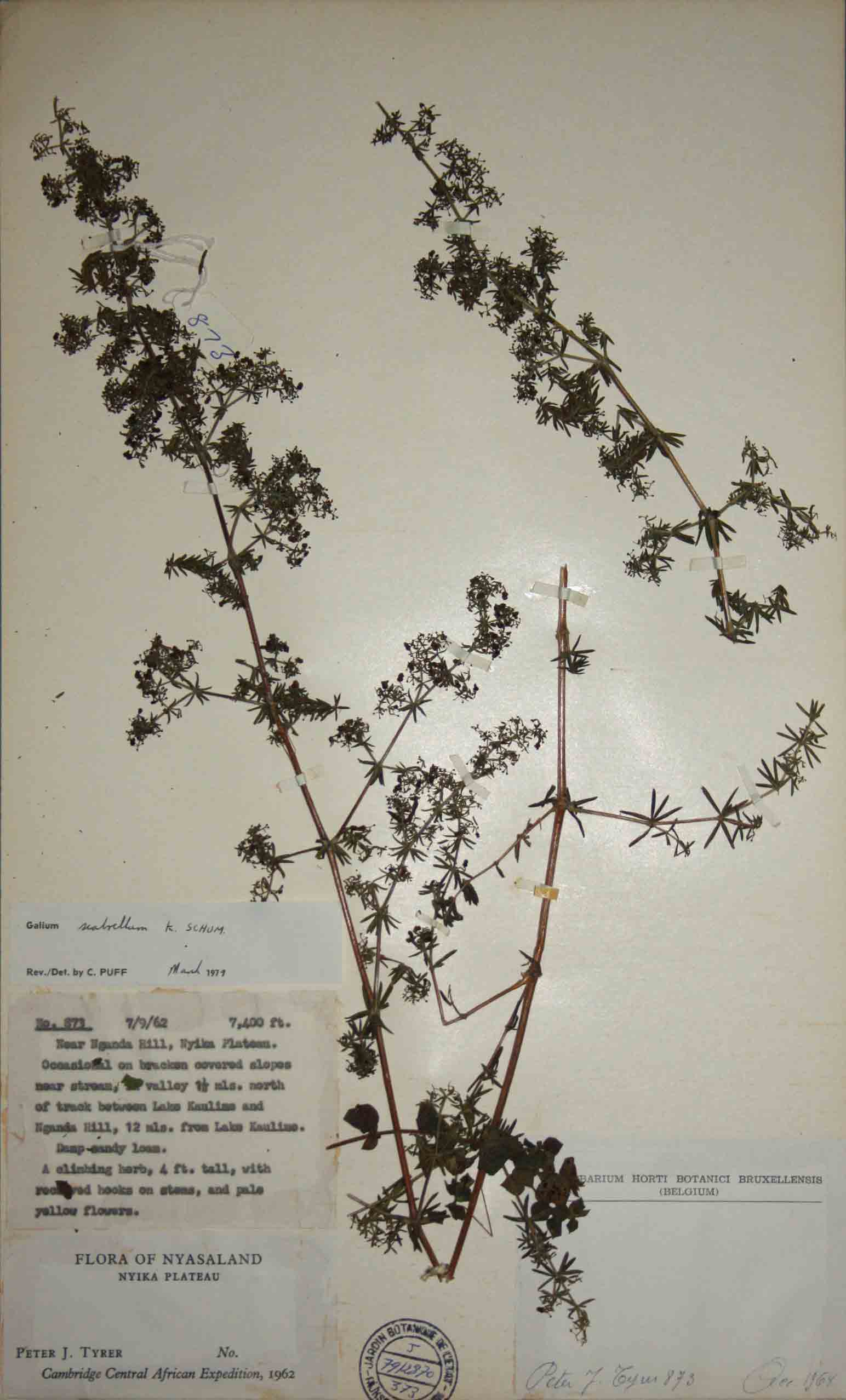 Galium scabrellum Galium scabrellum