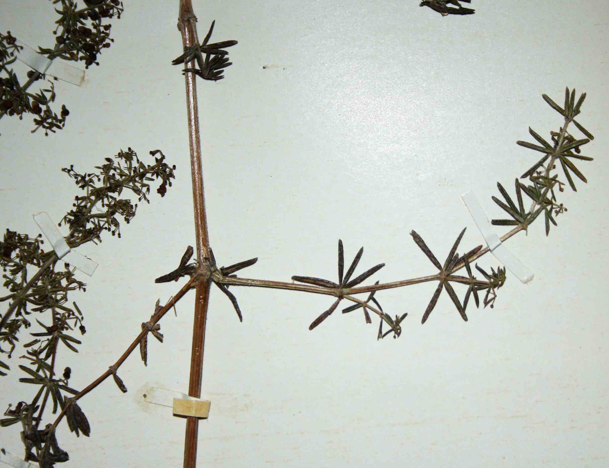 Galium scabrellum Galium scabrellum