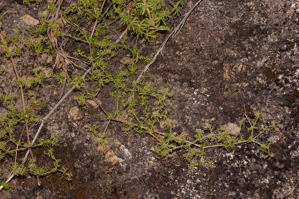 Galium scabrellum Galium scabrellum