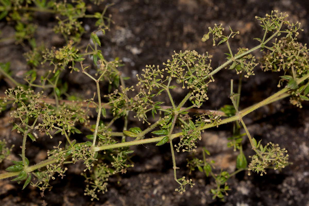 Galium scabrellum Galium scabrellum