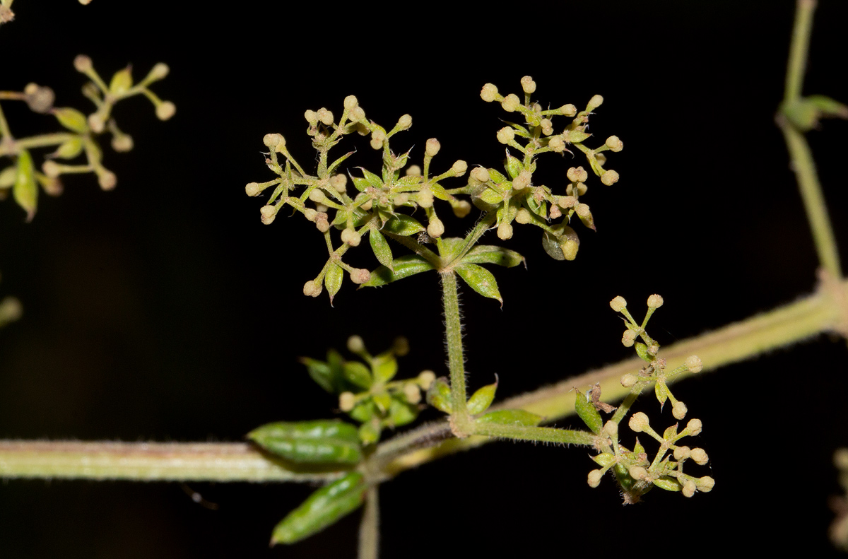 Galium scabrellum Galium scabrellum