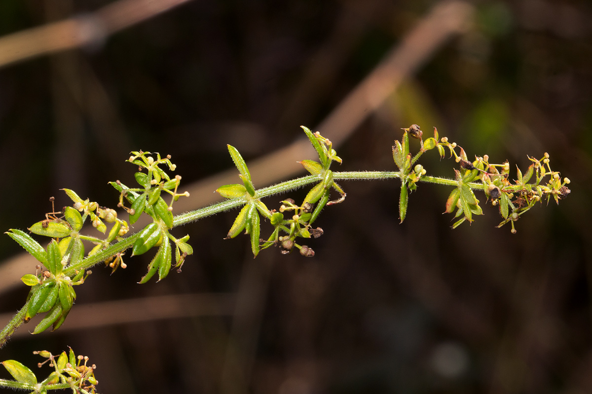 Galium scabrellum Galium scabrellum