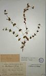 Galium thunbergianum var. hirsutum