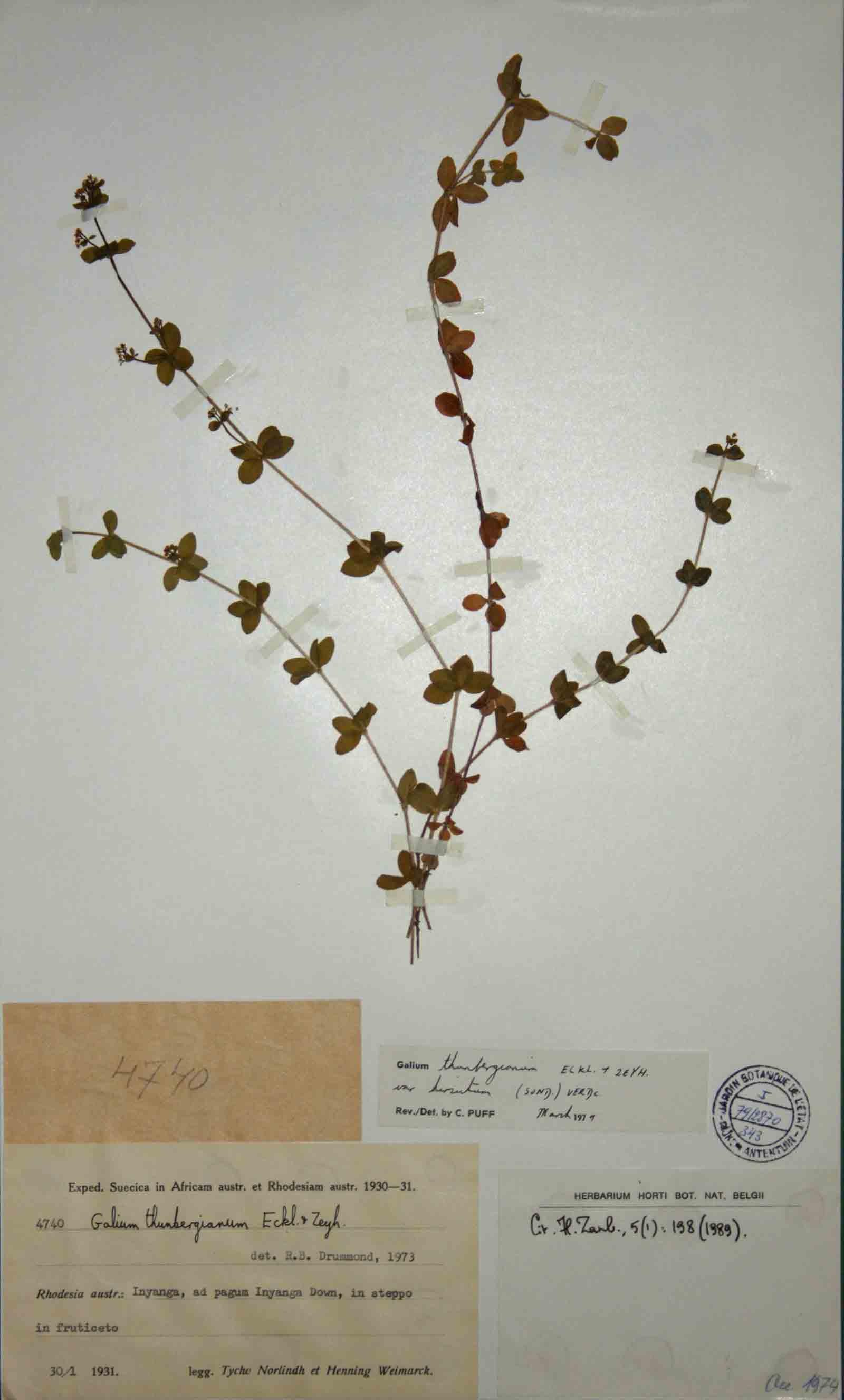 Galium thunbergianum var. hirsutum