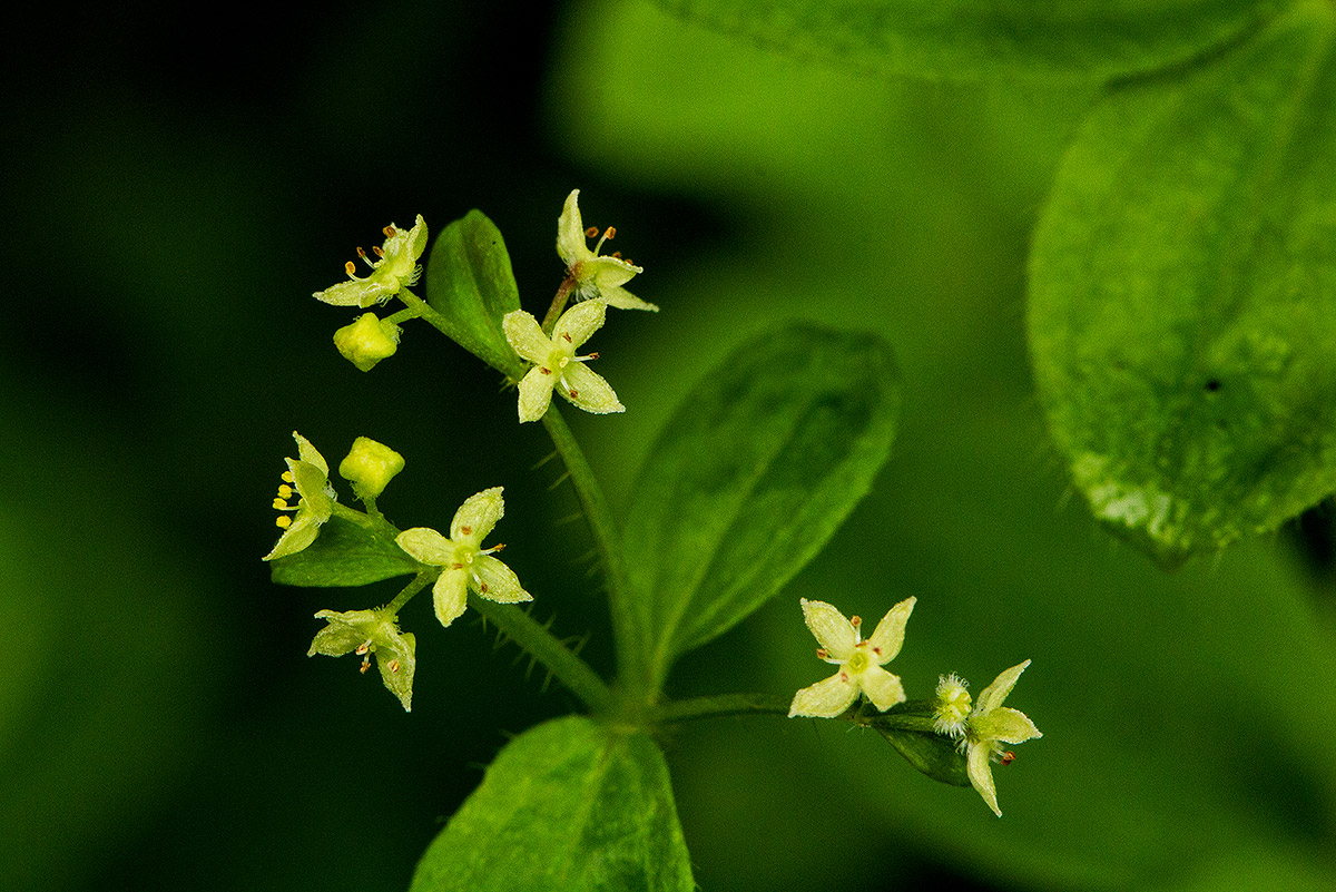 Galium thunbergianum var. hirsutum Galium thunbergianum var. hirsutum