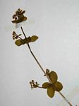 Galium thunbergianum var. hirsutum