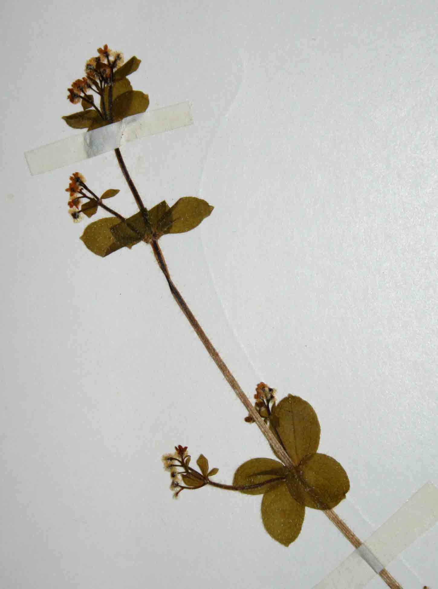 Galium thunbergianum var. hirsutum
