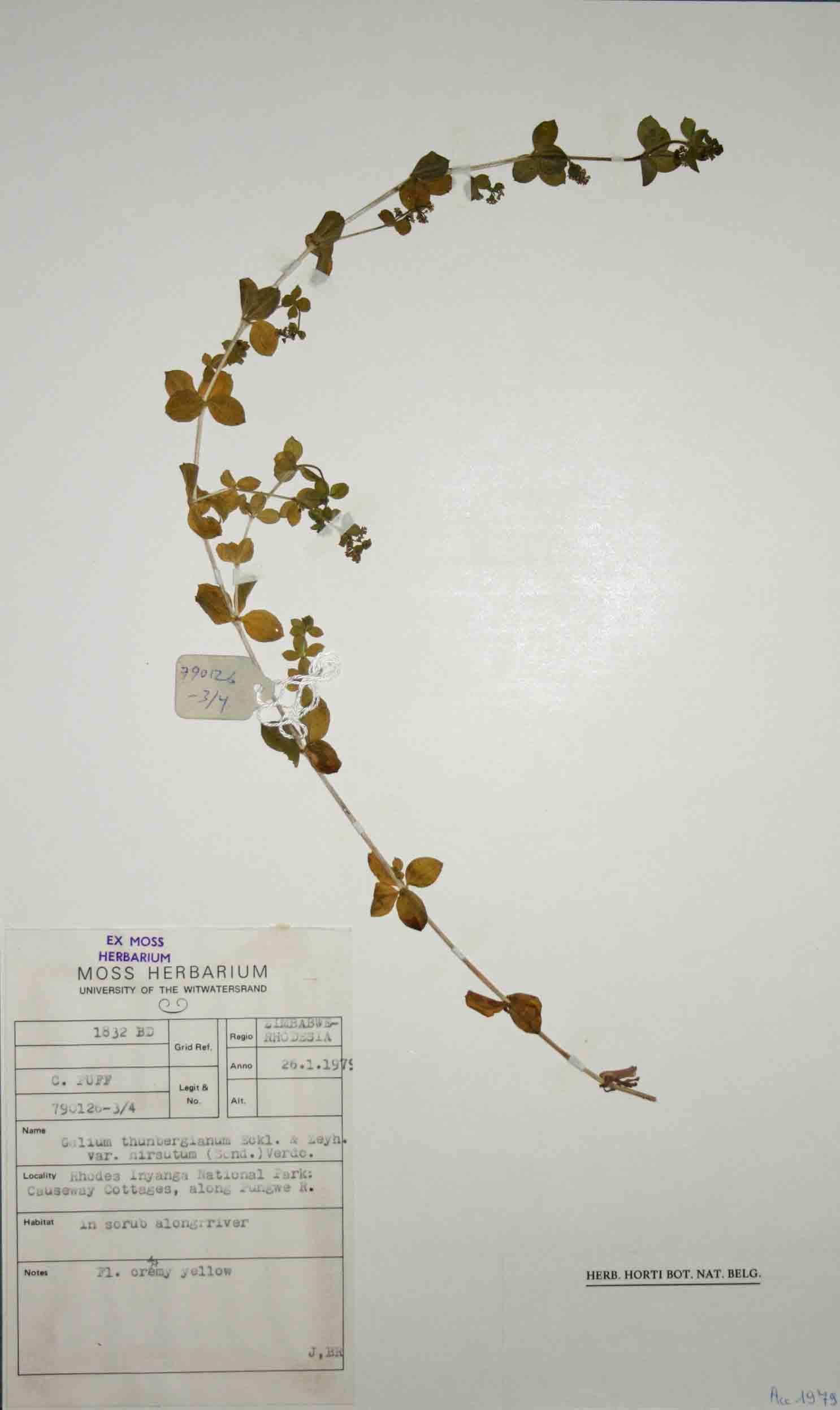 Galium thunbergianum var. hirsutum