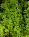 Galium thunbergianum var. hirsutum
