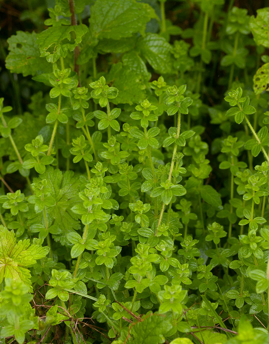 Galium thunbergianum var. hirsutum Galium thunbergianum var. hirsutum