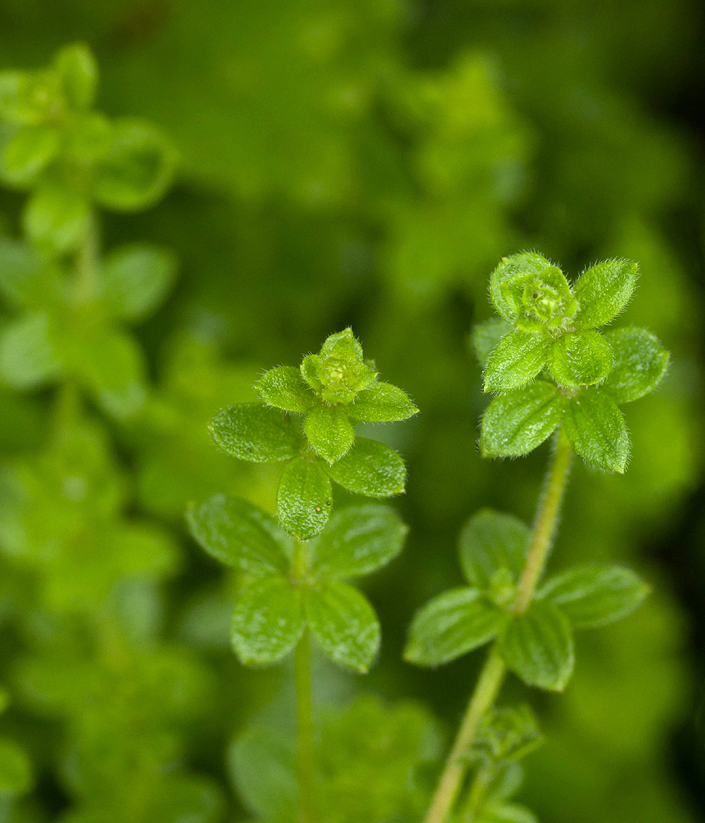 Galium thunbergianum var. hirsutum Galium thunbergianum var. hirsutum