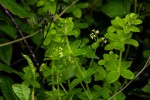 Galium thunbergianum var. hirsutum