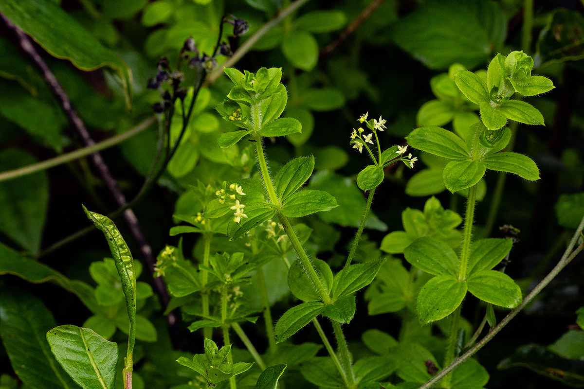 Galium thunbergianum var. hirsutum Galium thunbergianum var. hirsutum