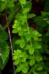 Galium thunbergianum var. hirsutum