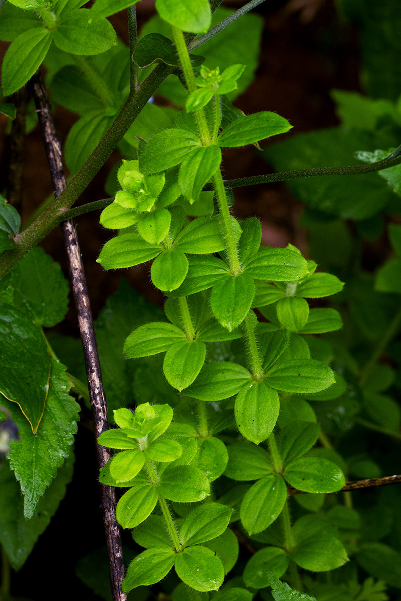 Galium thunbergianum var. hirsutum Galium thunbergianum var. hirsutum
