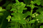 Galium thunbergianum var. hirsutum