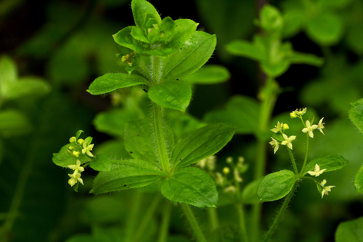 Galium thunbergianum var. hirsutum Galium thunbergianum var. hirsutum