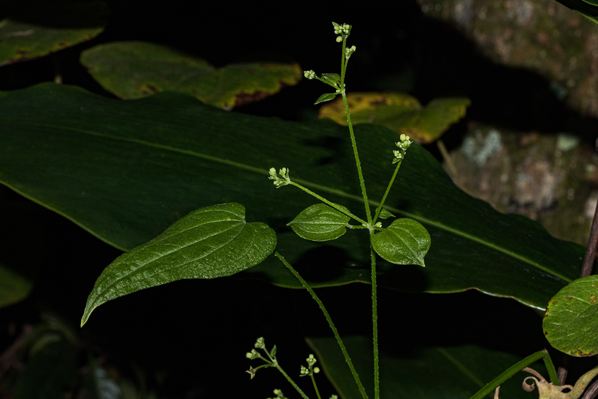 Rubia cordifolia subsp. conotricha Rubia cordifolia subsp. conotricha