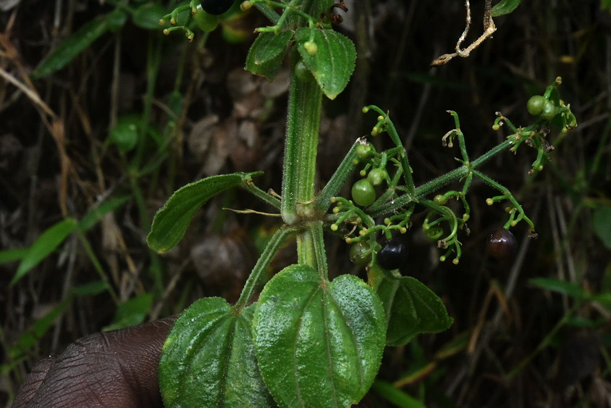 Rubia cordifolia subsp. conotricha