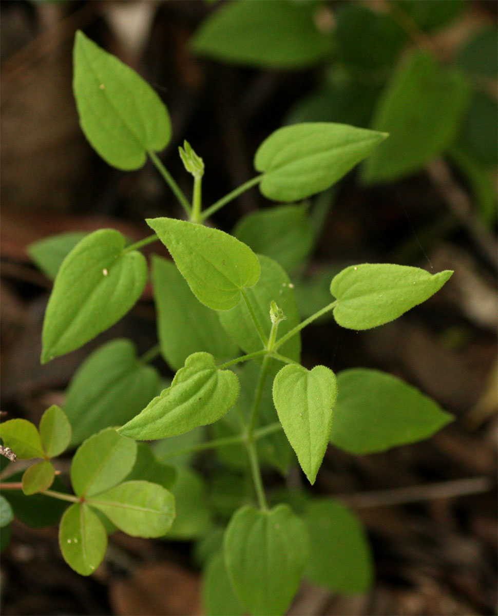 Rubia cordifolia subsp. conotricha