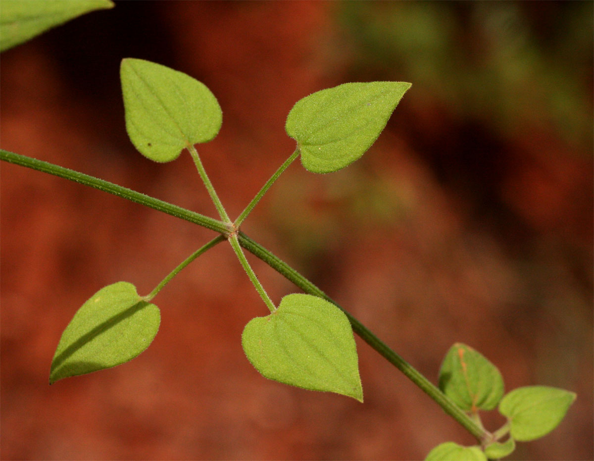 Rubia cordifolia subsp. conotricha