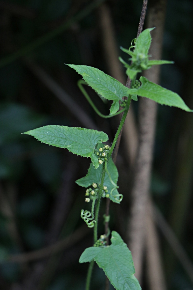 Cucumis maderaspatanus