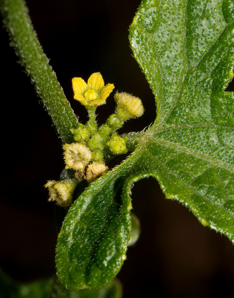 Cucumis maderaspatanus